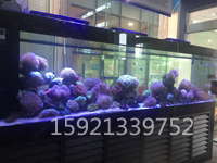 秋季养鱼需要注意啥?